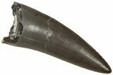 Serrated, Triassic Reptile (Postosuchus?) Tooth - Arizona #321060-1